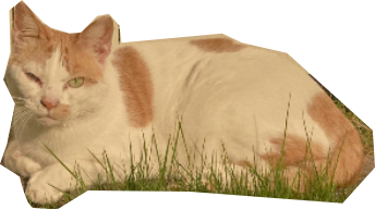 猫