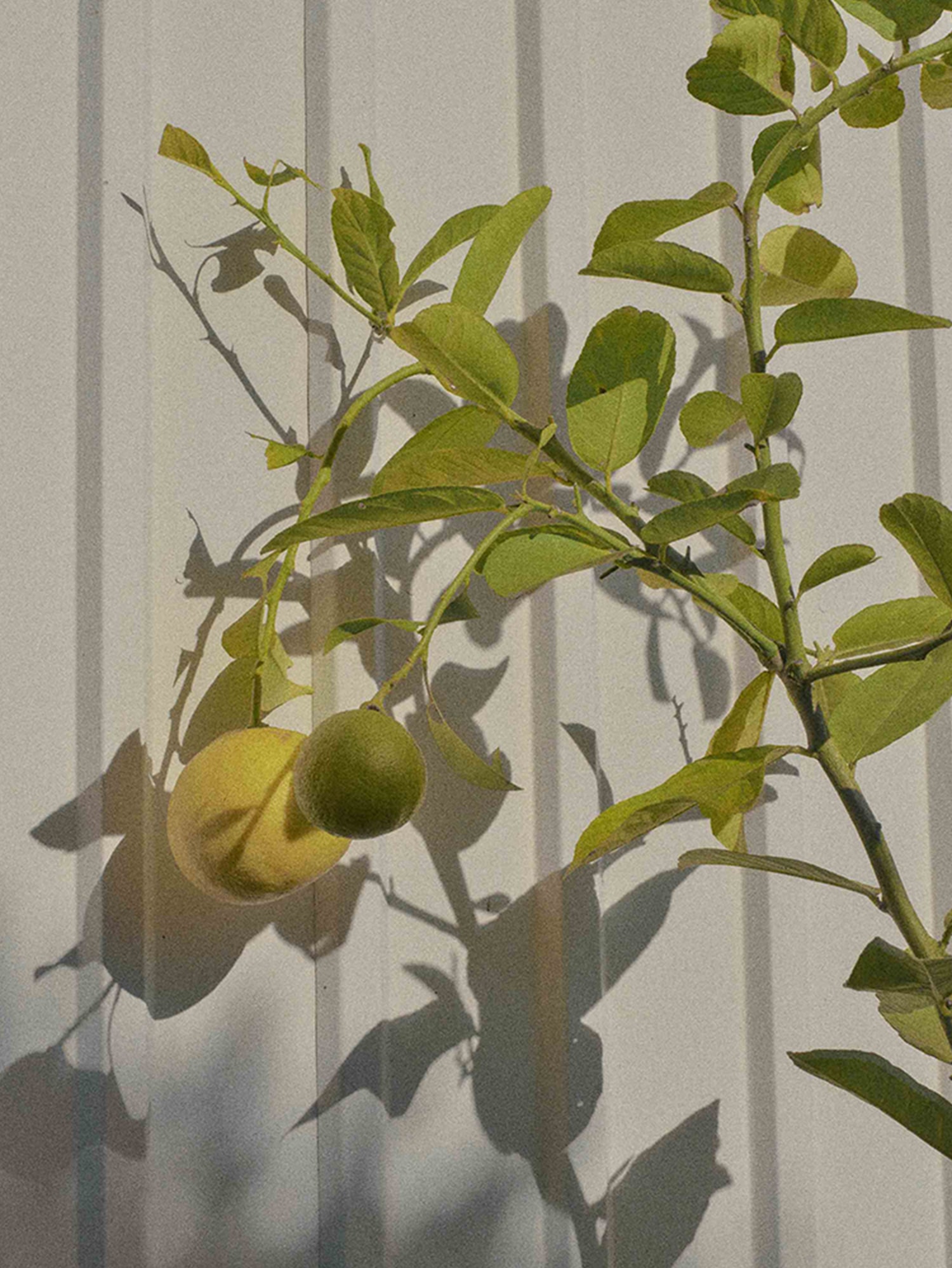 DISCOAT 2025SS DENIM COLLECTION 2025SS