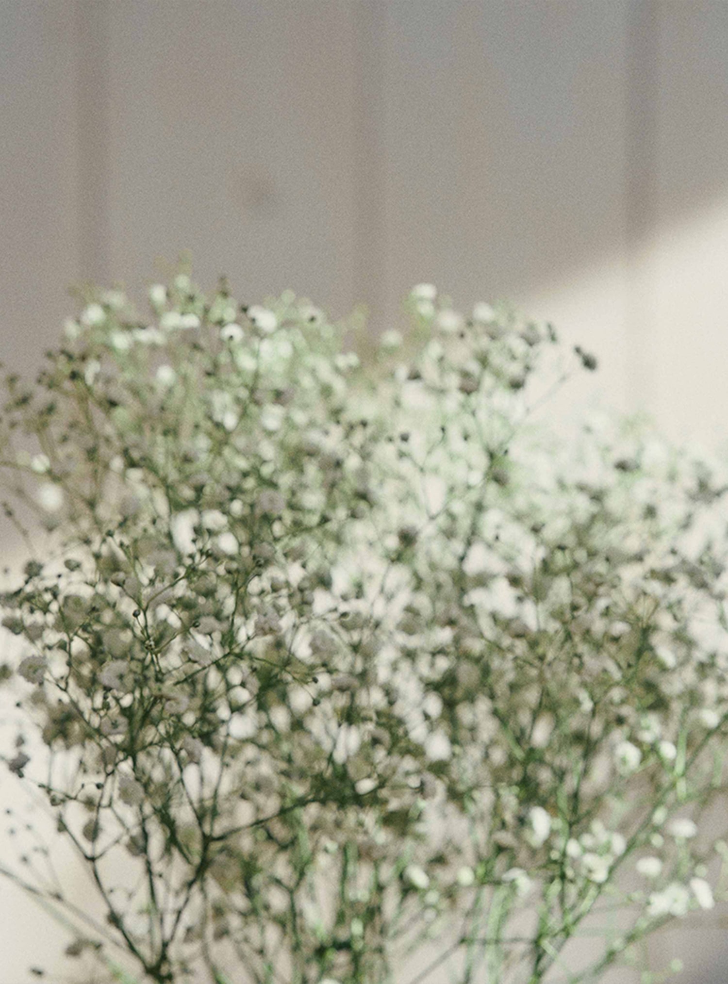 DISCOAT 2025SS DENIM COLLECTION 2025SS