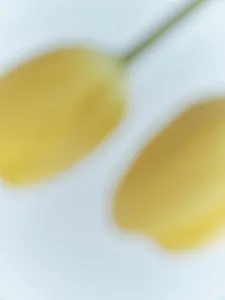 ear meets HELLO KITTY