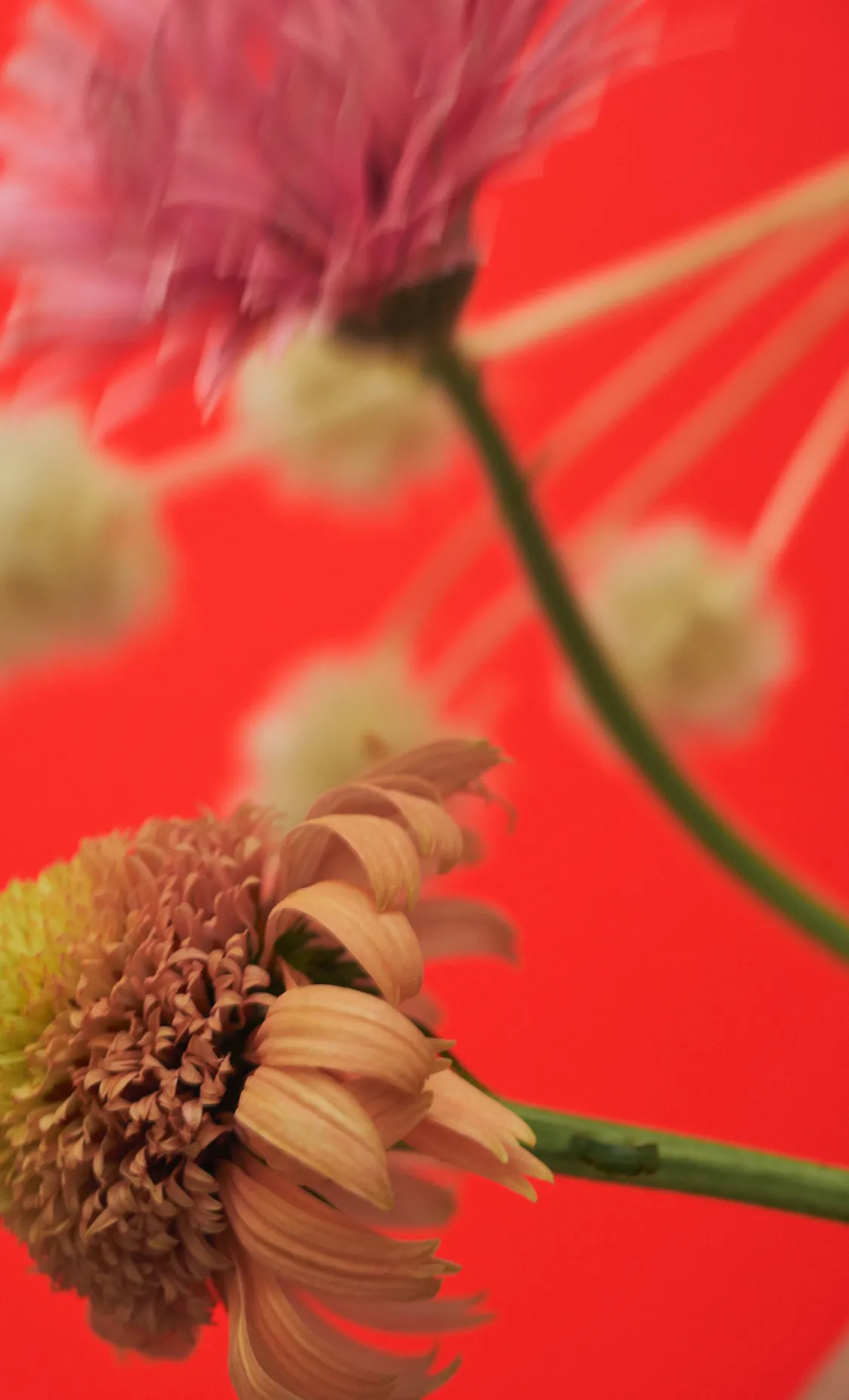 IACUCCI_2025_HOLIDAY