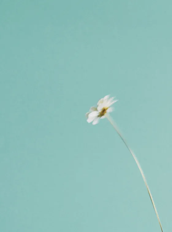 IACUCCI_2025_HOLIDAY