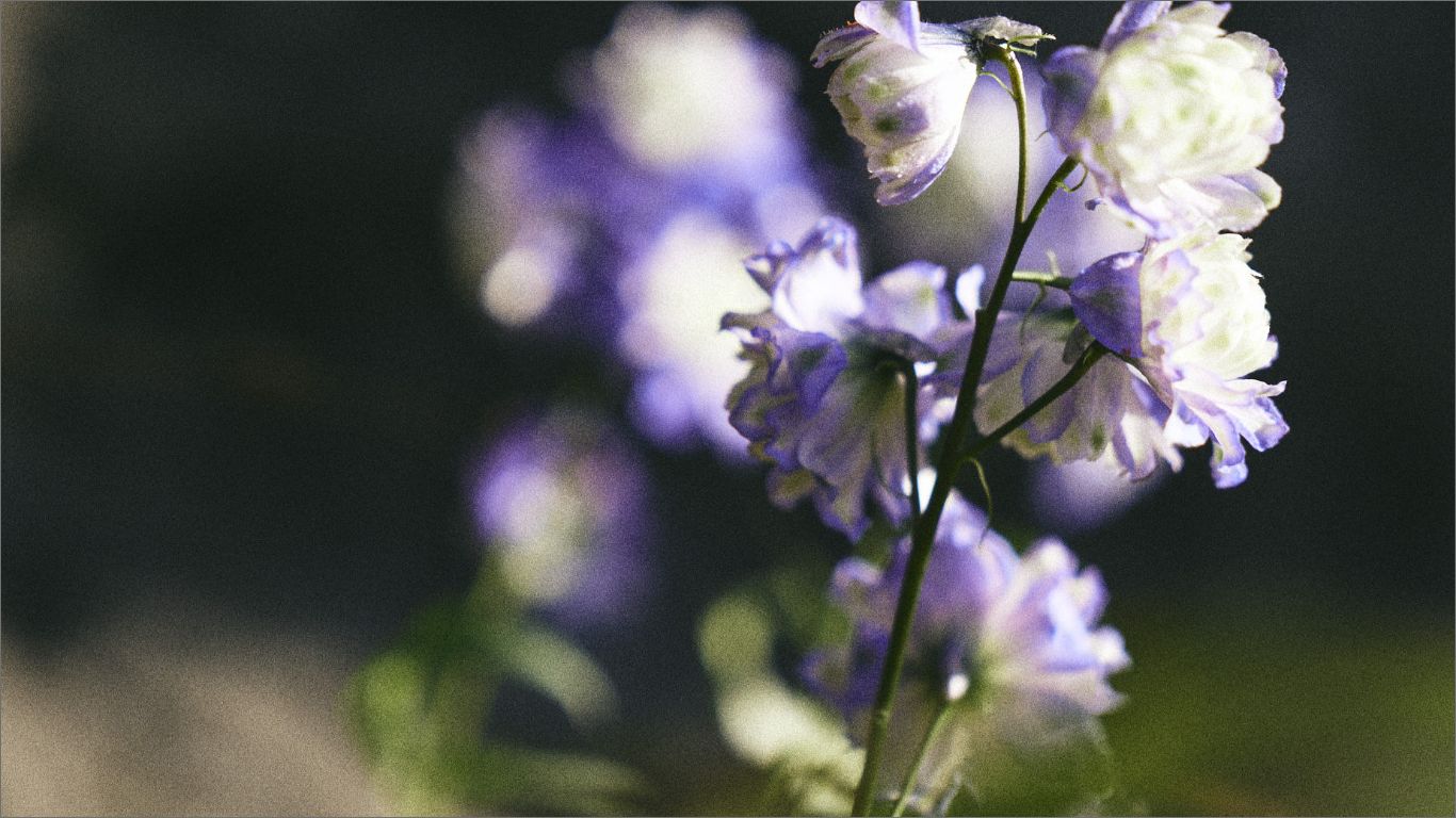 IACUCCI MADE IN ITALY SPRING SUMMER 2025