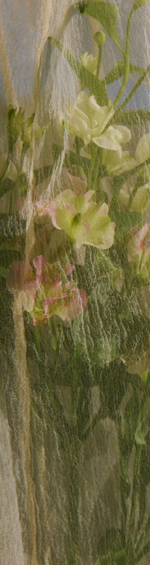 Kastane 2025 SPRING