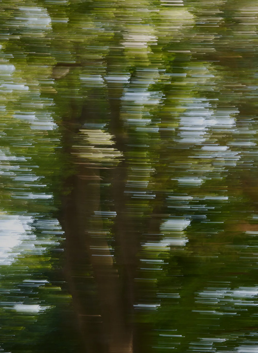 whimsic_2025autumn