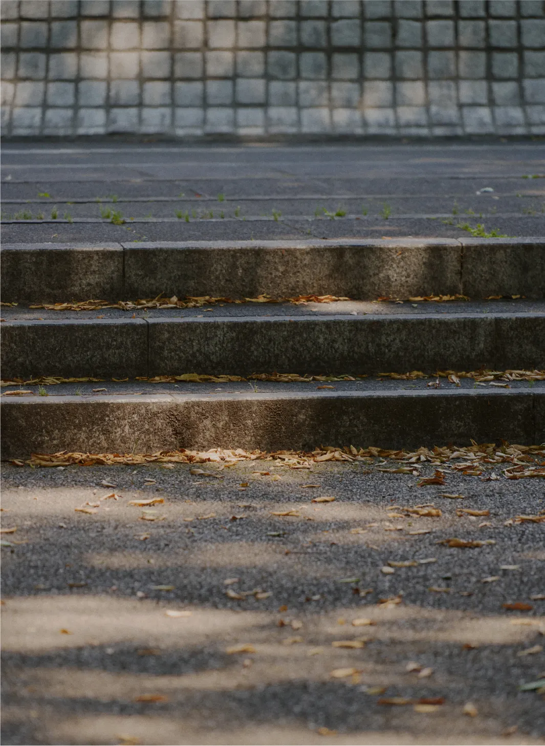 whimsic_2025autumn