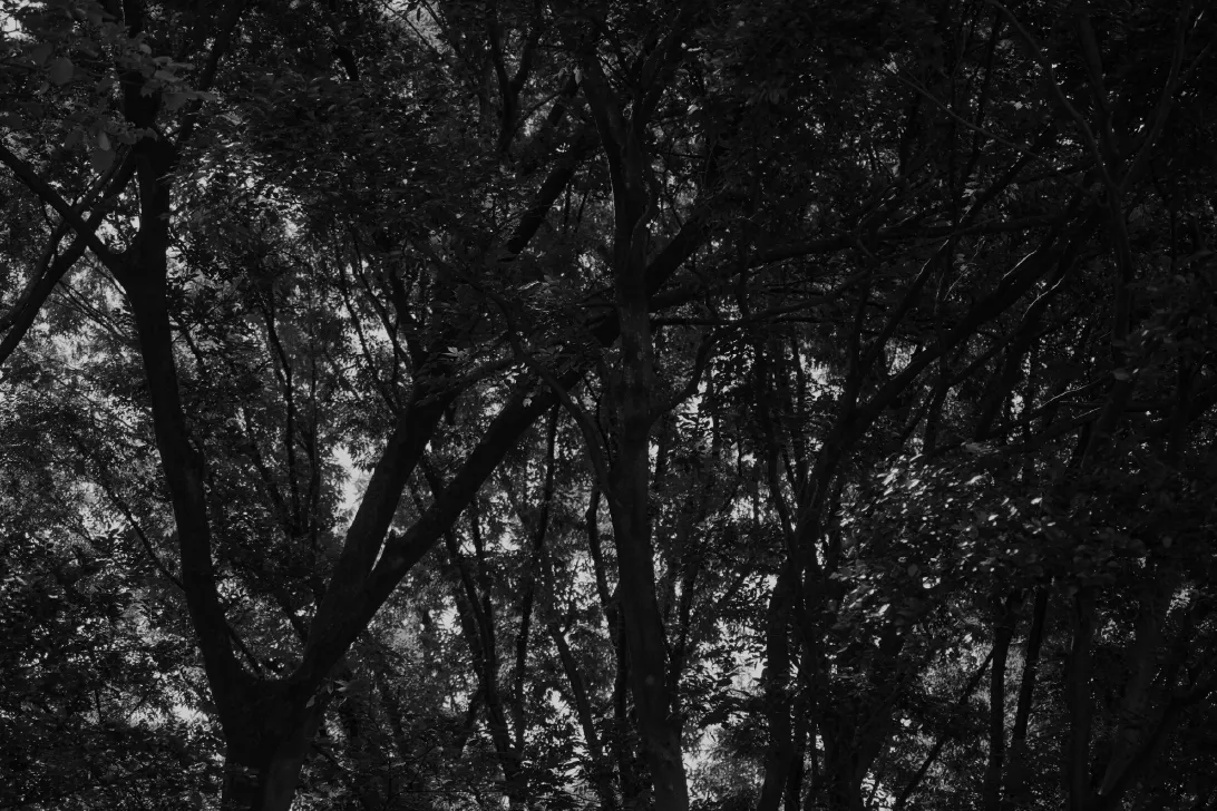 WHIMSIC_2025AUTUMN_vol2
