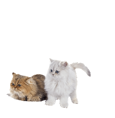 My Favorite Kawaii Things