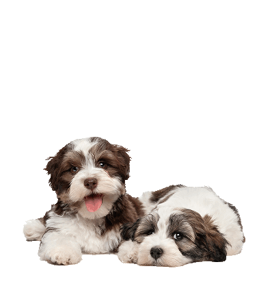 My Favorite Kawaii Things