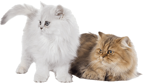 My Favorite Kawaii Things