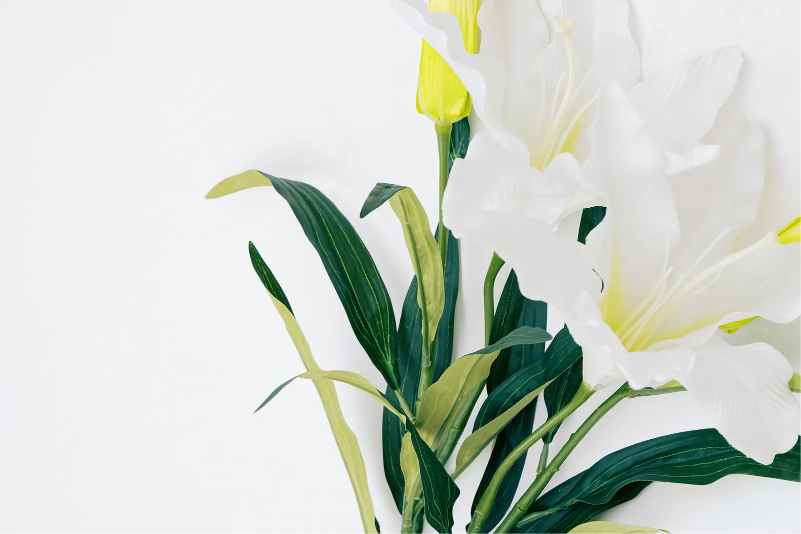 lilium