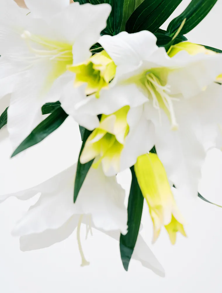 lilium