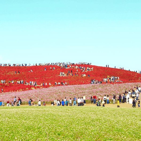 国営ひたち海浜公園 ひたちなか市