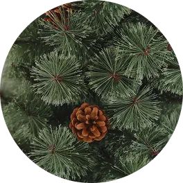salut Christmas Collection